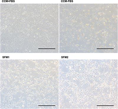 Extracellular Vesicles Derived From Canine Mesenchymal Stromal Cells in Serum Free Culture Medium Have Anti-inflammatory Effect on Microglial Cells